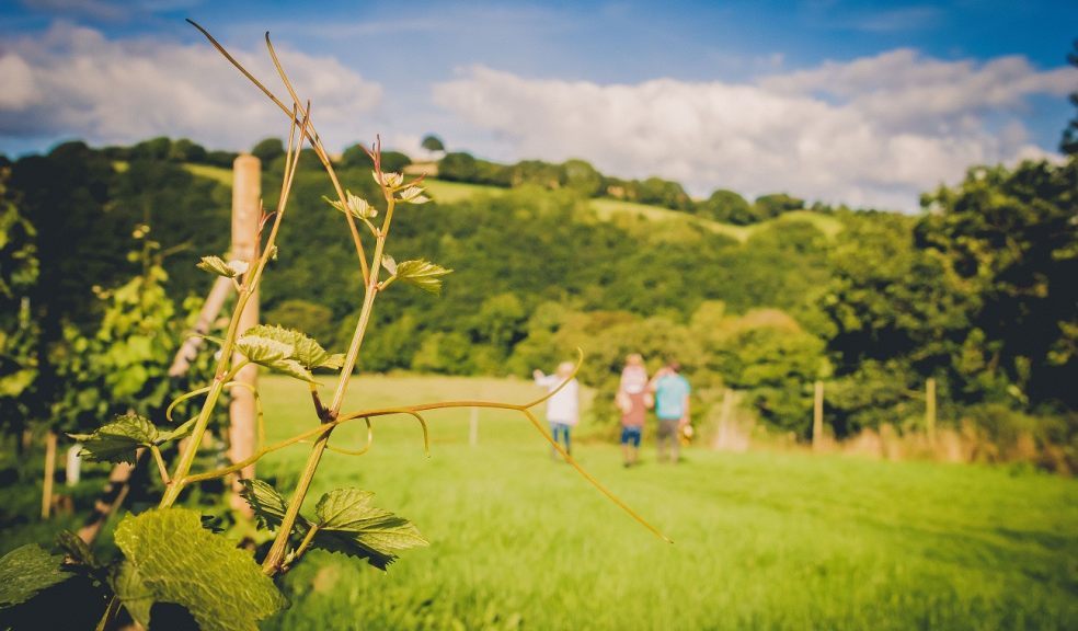 Vineyard Tour & Tasting The Exeter Daily